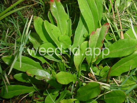 sorrel, heartwing